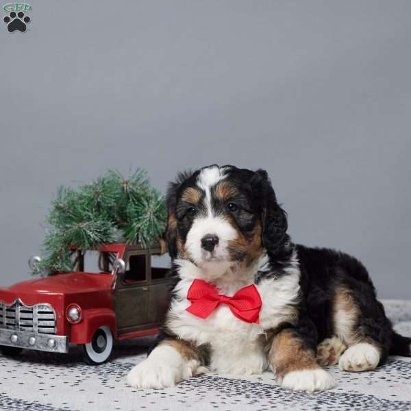 Frankie, Mini Bernedoodle Puppy